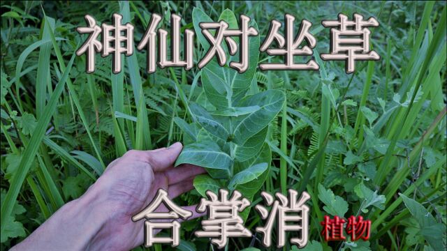 “合掌消”野草不多见,俗称“神仙对坐草”,一起来认识与了解下