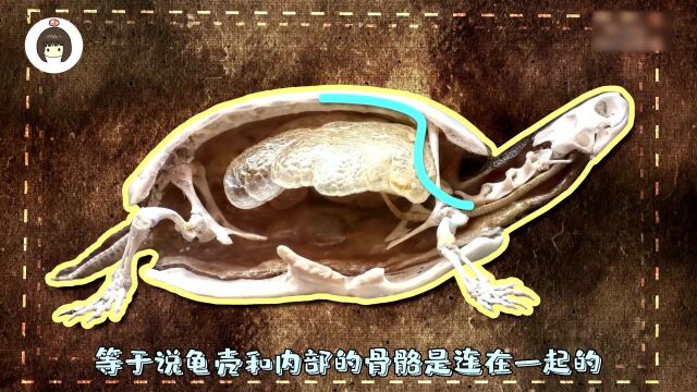 趣味冷知识:乌龟能脱掉自己的壳吗?它们真的是在用屁股呼吸吗?