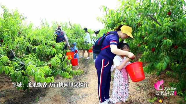 邹城:瓜果飘香 万亩桃园里采摘忙