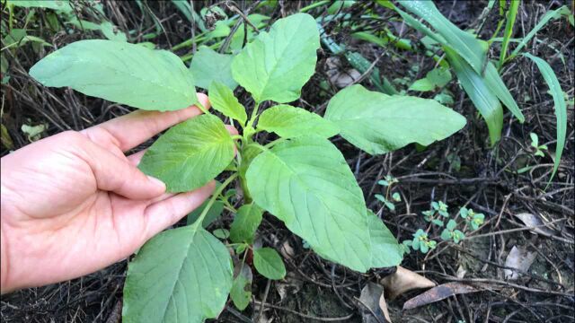 夏天多吃野苋菜,没想到对人有这么多好处?常吃对身体有益