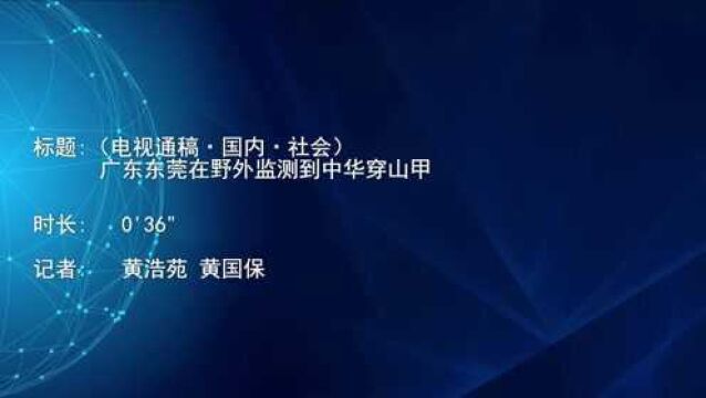 (电视通稿ⷥ›𝥆…ⷮŠ社会)广东东莞在野外监测到中华穿山甲