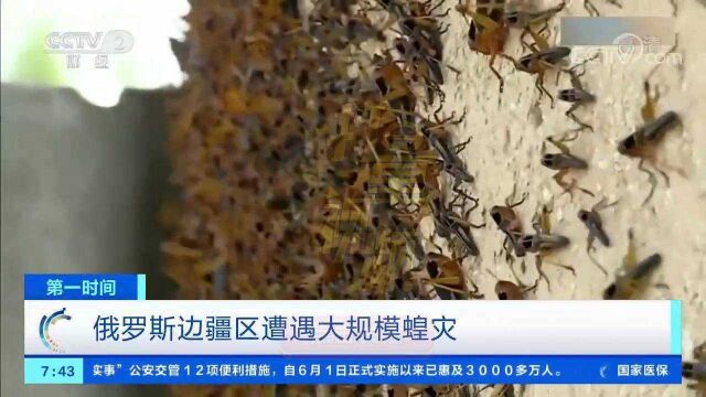 俄罗斯边疆区遭遇大规模蝗灾,约7000公顷土地受到侵袭