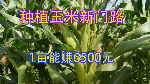 农民种植玉米“新门路”,1亩地利润6500元,学会这模式你也行