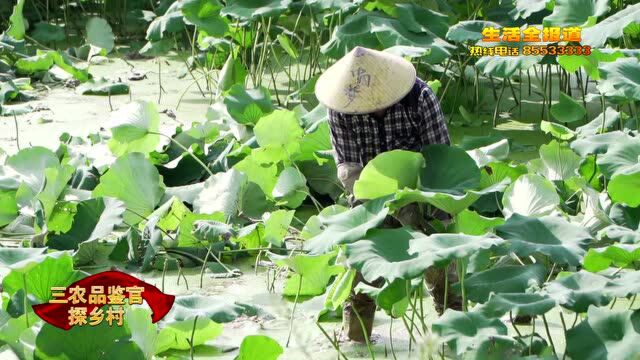 武汉莲藕远销全球美名扬 强劲带动移民村发展