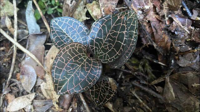 悬崖峭壁发现名贵稀有“金线莲”的植物,一公斤值2万元,发财了