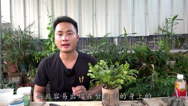 蟹爪兰茎干褐色就是茎腐?这样判断,全烂了你都不知道