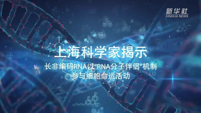 上海科学家揭示长非编码RNA以“RNA分子伴侣”机制参与细胞命运活动