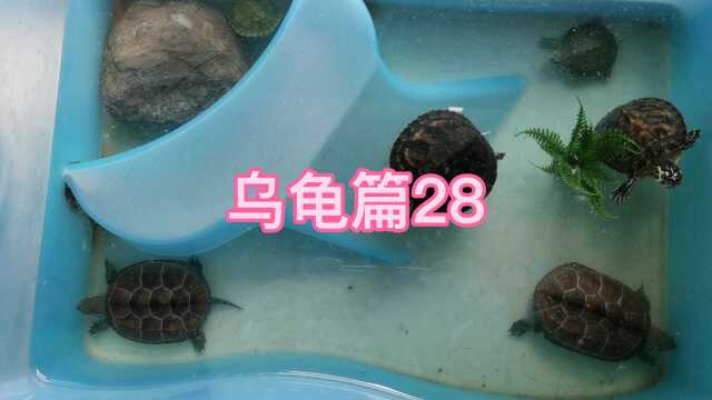 日常生活59乌龟篇28