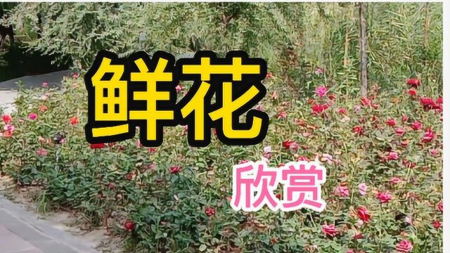 旅拍公园鲜花欣赏