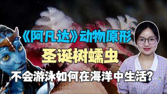 《阿凡达》中动物原型,不会游泳圣诞树蠕虫,如何在海洋中生活?