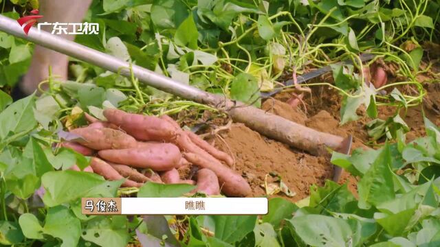 《从农场到餐桌》湛江雷州杨家镇红薯