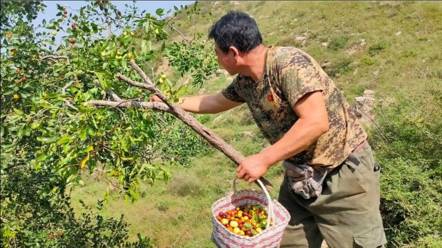 山之上最大的一棵酸枣树,饱满的金丝小枣挂满枝头,谁都可以来摘