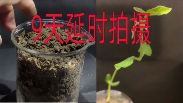 黄豆.耗时9天时间拍摄,植物的成长延时摄影.豆类第五集