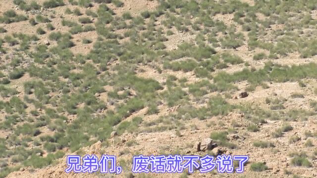 站在山顶吹风看到山下的狗狗与一只野猪在赛跑