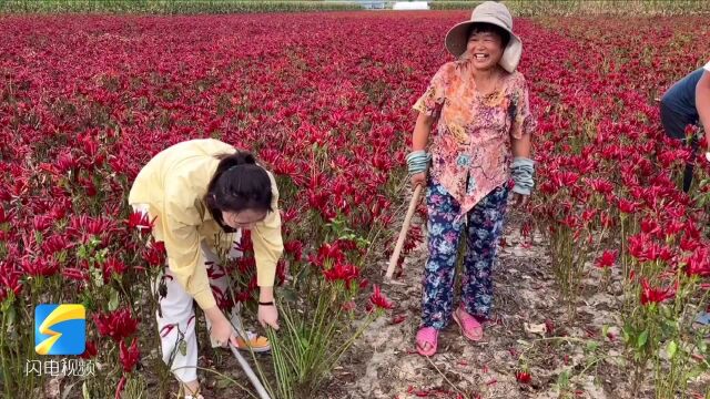 五颜六色晒丰收|装辣椒就像铲钱 、40万亩辣椒红 “椒农”喜获大丰收