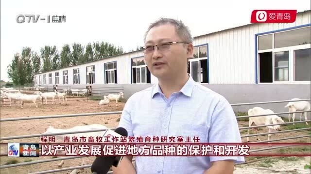 青岛:发展现代种业 建设“国际种都”