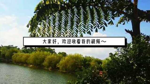 美丽乡村,游览生态产业园