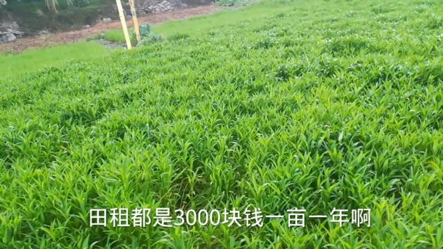 田租3000块钱一亩一年就租来种这个水菜能赚钱吗