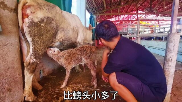 母牛生小牛犊,胎盘难产6小时,每个生命都来自于母亲伟大的付出