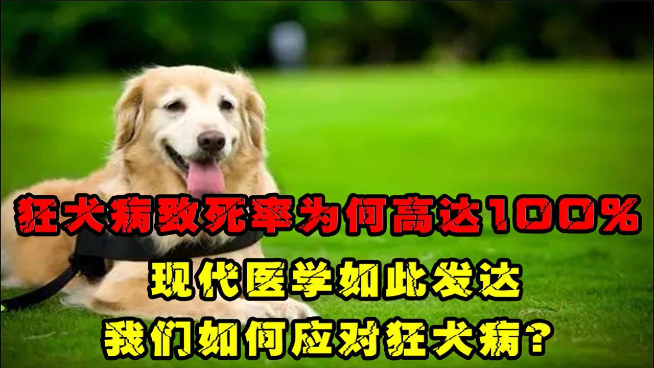 狂犬病致死为何高达100%,现代医学如此发达,我们如何应对狂犬病?