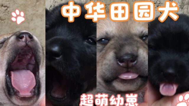 中华田园犬,超萌幼崽