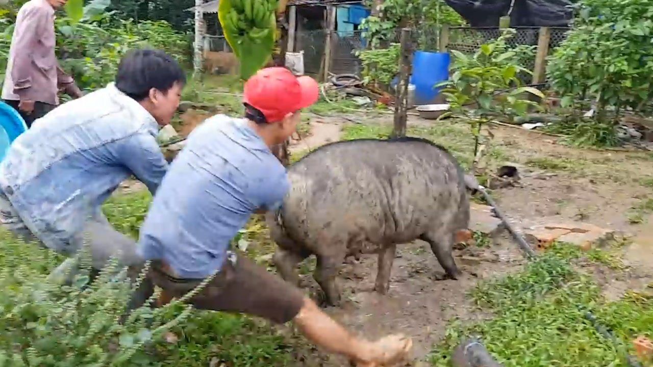 一群壮汉抓猪400斤大黑猪力气真大当场就摔了个狗吃屎 腾讯视频