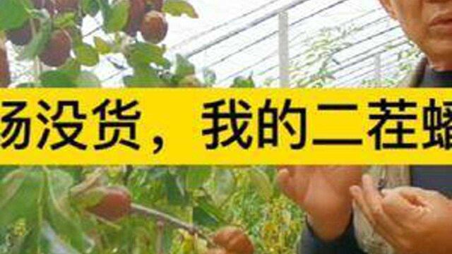 山西农民蟠枣结出二茬果,10月份上市价30元钱1斤,看他讲技术