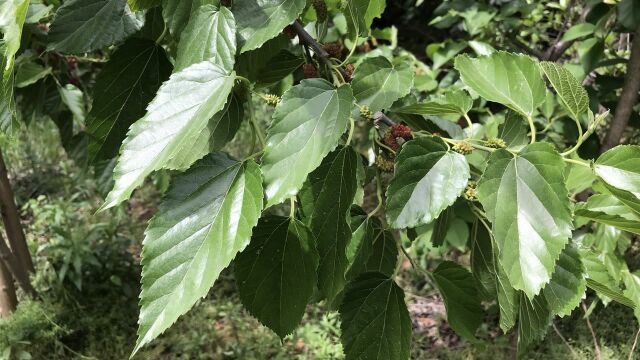 桑叶的价值与用途你还不知道?看完这个视频,你就明白了