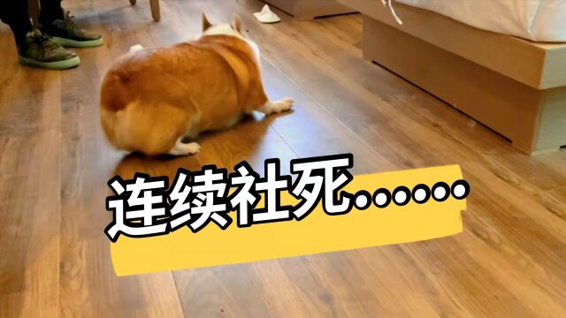 傻狗大型社死现场,试图缓解尴尬却再度翻车