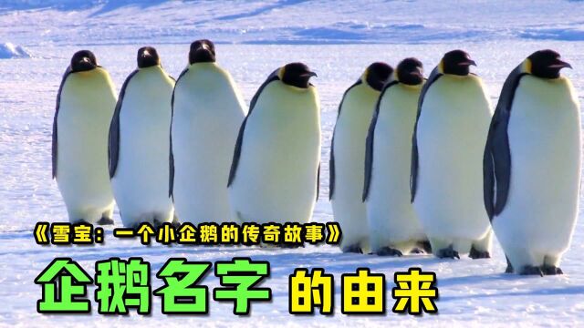 《雪宝:一个小企鹅的传奇故事》:你知道企鹅名字的由来吗?绝对是你想不到的原因