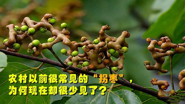 农村以前常见的“拐枣”,把自己进化成另类,为何现在很少人卖?