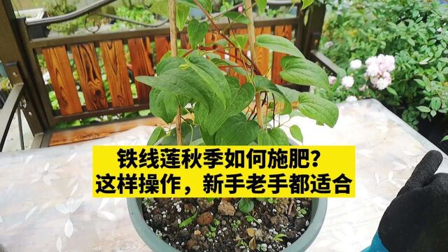 铁线莲秋季如何施肥?这样操作,新手老手都适合