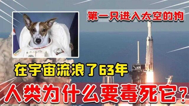 “太空狗”莱卡,为航天事业做出巨大的贡献,人类为何要毒死它?