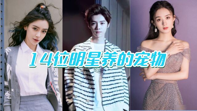 14位明星养的宠物,王一博的猫吃的最胖,李冰冰真不愧是女汉子!