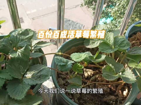 百份百成活的草莓繁殖 一棵变二十棵#果树 #有机农业 #阳台盆栽