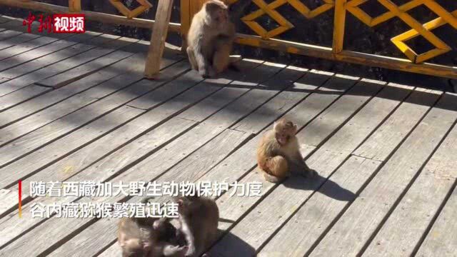 西藏:藏猕猴乐享冬日暖阳