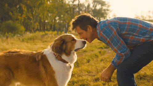 1影视：《一条狗的使命2》一部看哭无数爱狗人的电影，强烈推荐。
