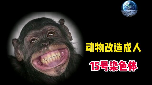 动物能进化成人吗?科学家发现15号染色体存在进化成人的秘密#文案