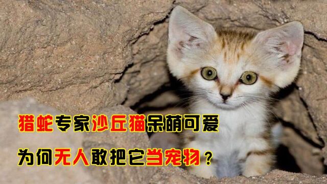 为何“猎蛇专家”沙漠猫不能养,再呆萌可爱也不行,看完还敢养吗