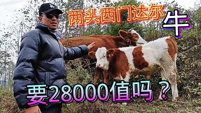 农村林诚;两头西门达尔牛主人要28000元,这价格贵吗?