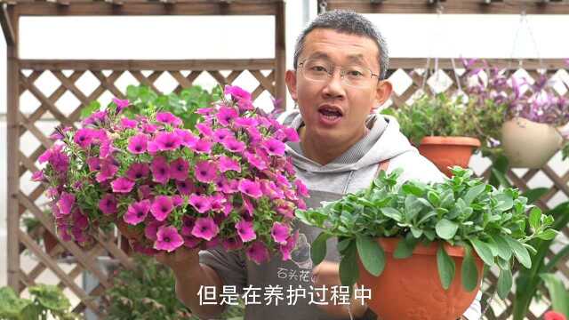 1棵矮牵牛苗养满盆?还有1个干货技巧,您知道吗?