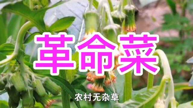 农村的野茼蒿,又称革命菜,曾是穷苦人的救命菜,如今更是珍贵