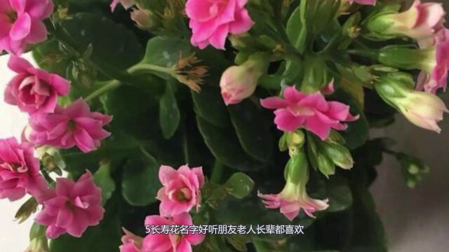 最适合室内养的十种花儿,容易养活,花期长,漂亮能观赏