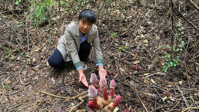 这种菌类喜欢长在大山里,而且一斤卖到300元,就是越来越稀少