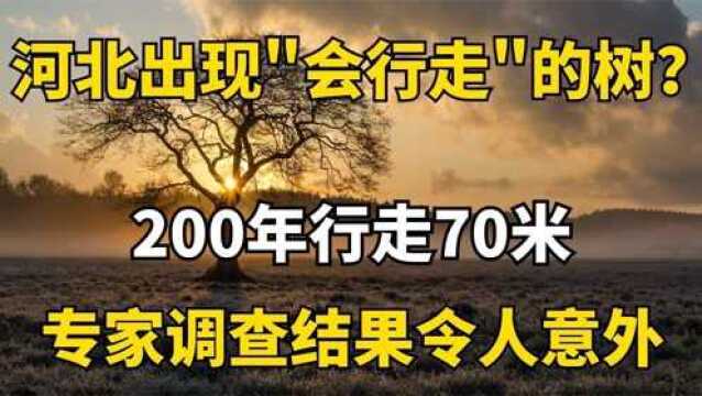 河北出现会行走的树?200年行走70米,专家调查结果令人意外