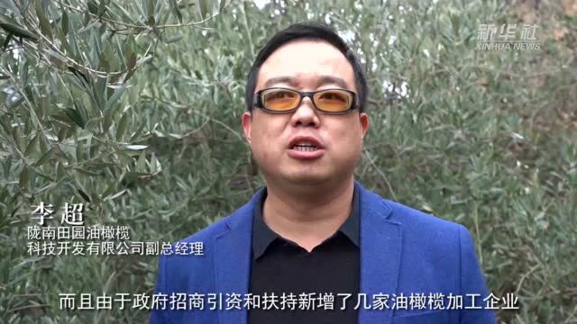 青山翠谷挂“金果” 致富增收橄榄油