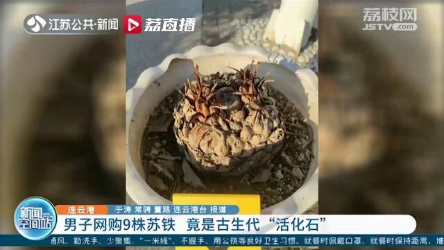 连云港一男子网购9株苏铁 竟是古生代“活化石”