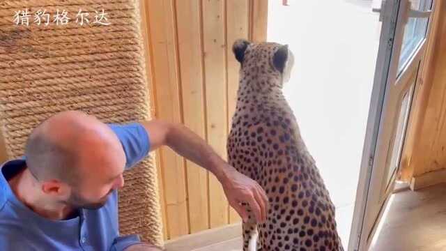 怀疑豹生!猎豹第一次吃肝脏,小表情一言难尽