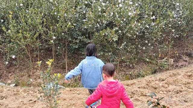 茶花确实很漂亮,你们是否有见过这么漂亮的茶花?一起来看看我们老家的茶花吧