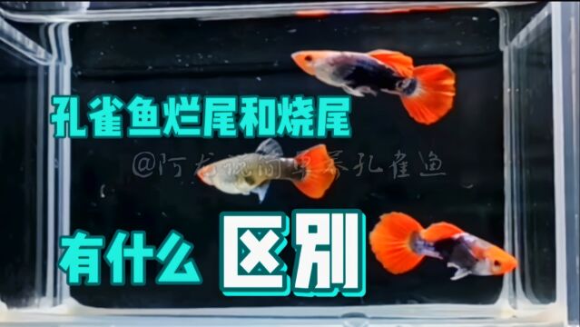 孔雀鱼烂尾了不处理会咋样?烂尾和烧尾本质上有不同,要区别对待#投稿打卡挑战活动 #观赏鱼